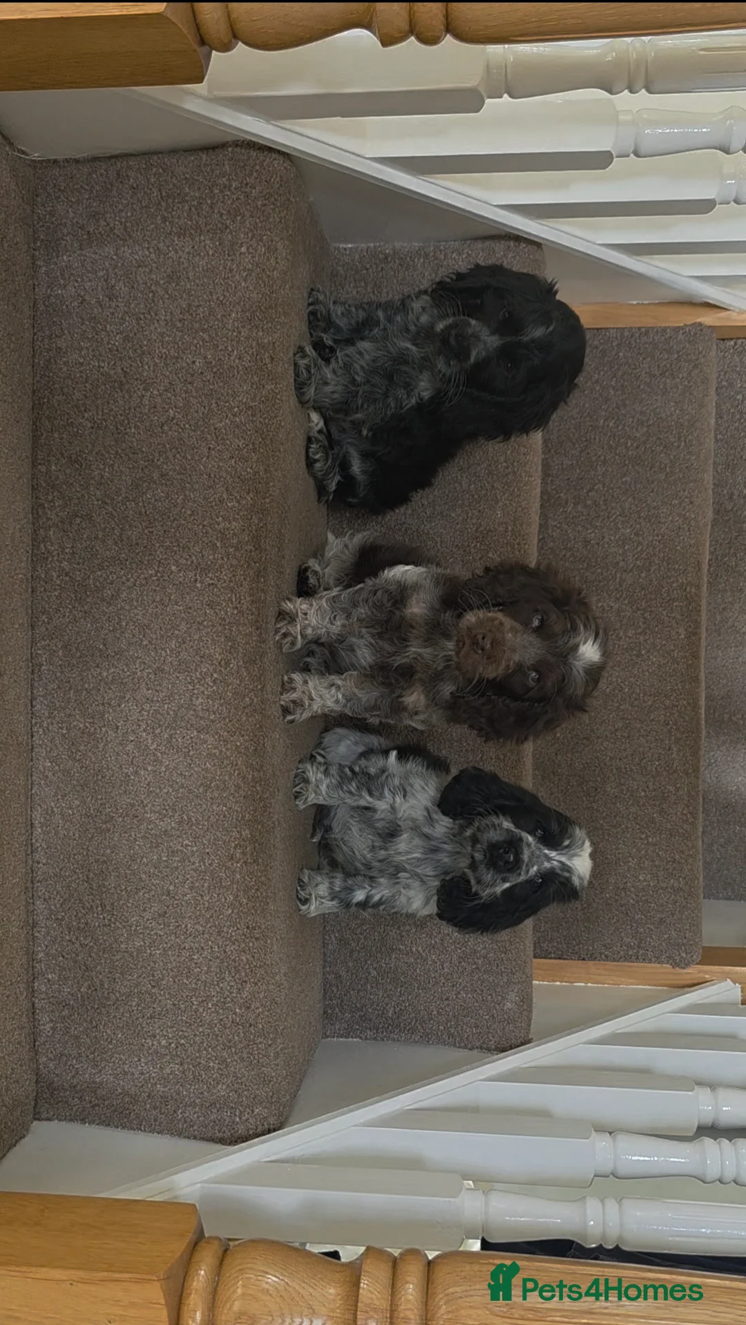 Cocker Spaniel dogs for sale: Kc reg show cocker spaniels fully health tested  - Advert 1