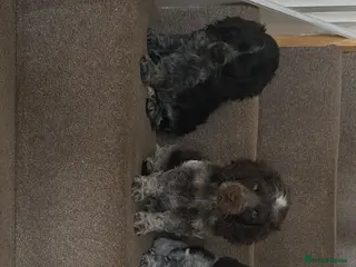 Cocker Spaniel dogs Kc reg show cocker spaniels fully health tested - Advert 2