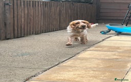 Cocker Spaniel dogs for sale: Male cocker spaniel - Image 8