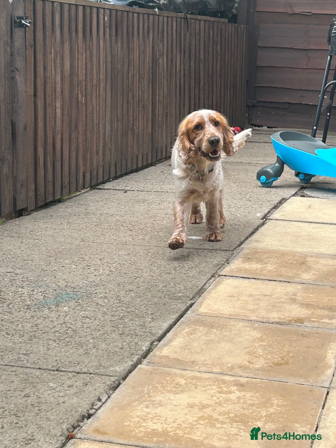 Cocker Spaniel dogs for sale: Male cocker spaniel - Image 8