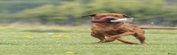 Labrador Retriever dogs for sale: Fox Red Lab Puppies (2/9) Exceptional Temperament - Advert 15