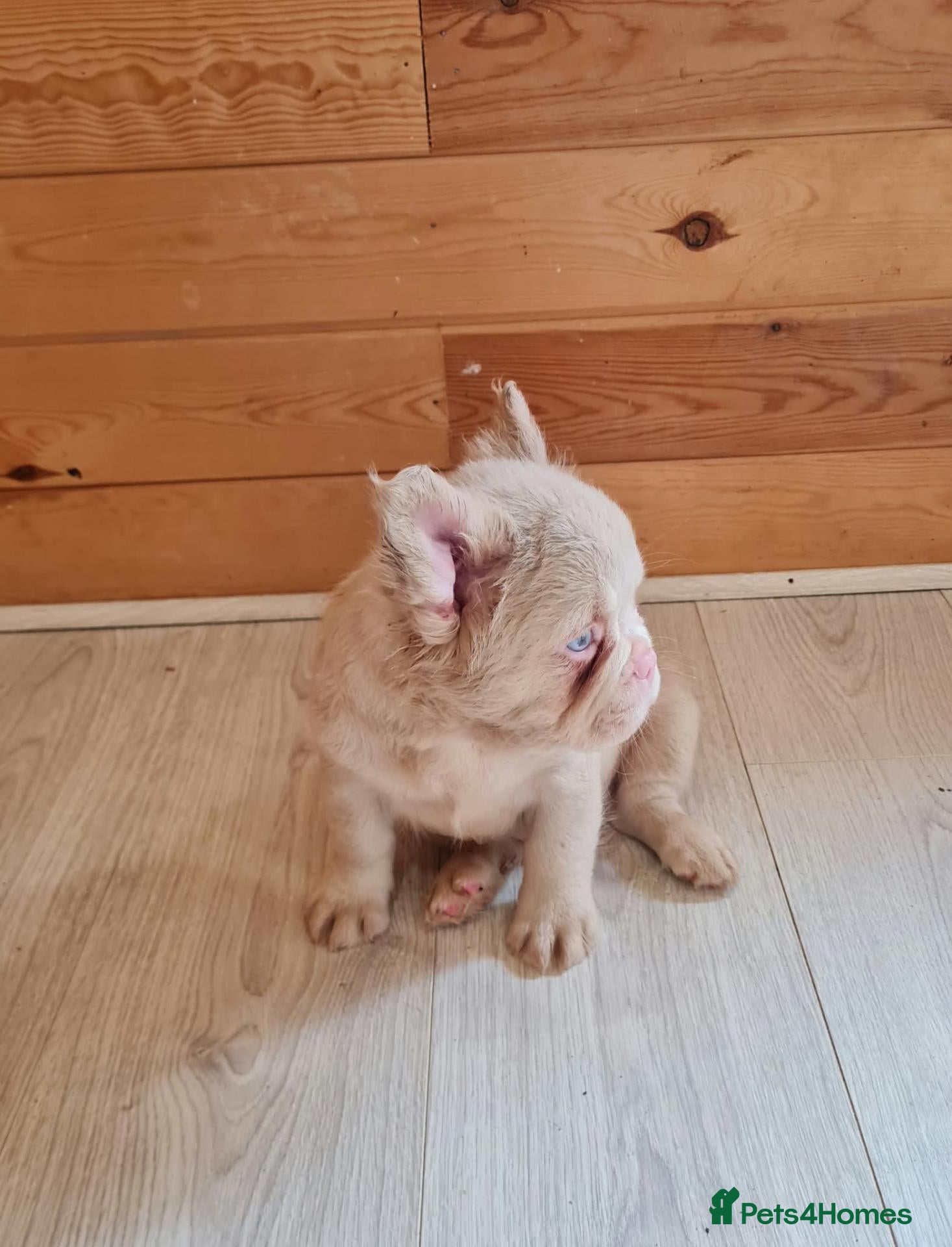 French Bulldog dogs Fluffy pink husky  **  - Advert 3