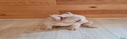 French Bulldog dogs for sale: Fluffy pink husky  **  in Stoke-on-Trent - Advert 16
