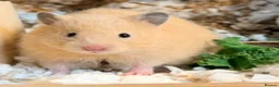 Hamster rodents for sale: Beautiful Complete Syrian Hamster + Setup - Advert 1