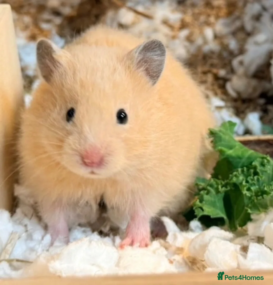 Hamster rodents for sale: Beautiful Complete Syrian Hamster + Setup - Advert 1