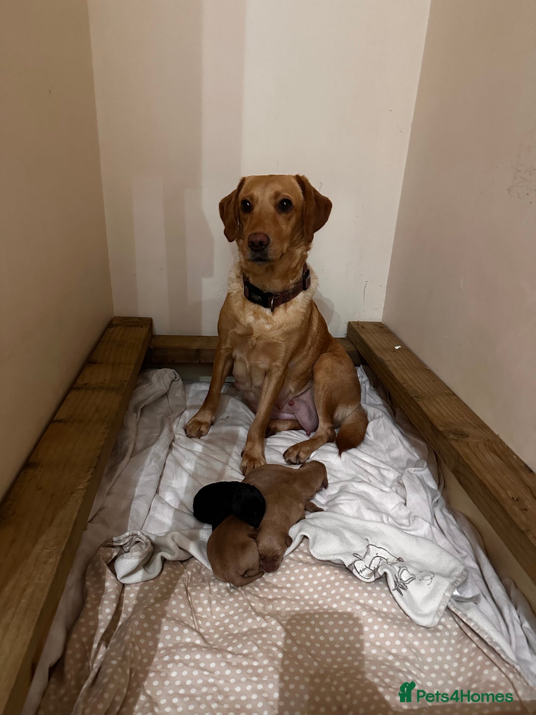 Cockerdor dogs for sale: YorkieCockerDor pups looking for forever homes  - Image 4