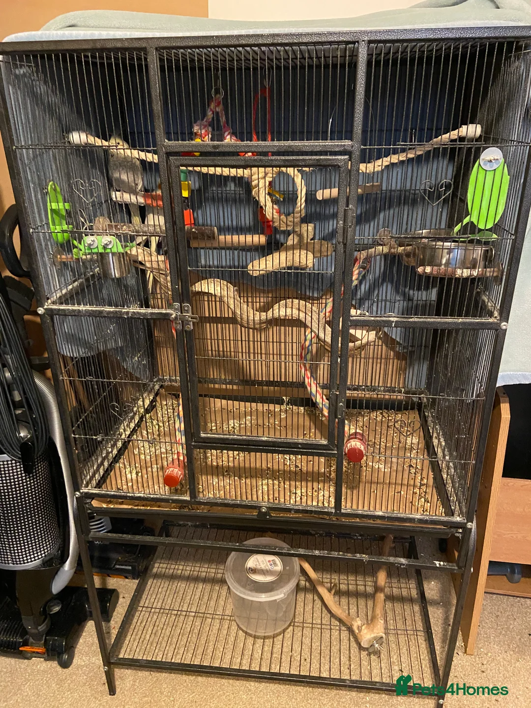 Cockatiels birds for sale: Latino cockatiel and grey Pearl cockatiel - Advert 3