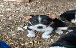 Mixed Breed dogs for sale: Border Jack Puppies (Border Collie X Jack Russel) - Image 27