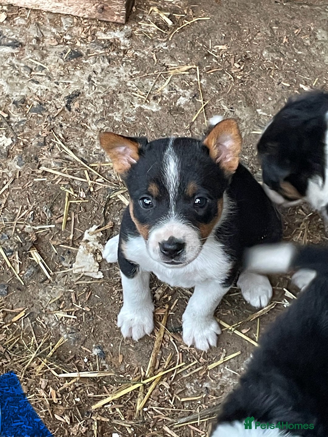 Mixed Breed dogs for sale: Border Jack Puppies (Border Collie X Jack Russel) - Image 27