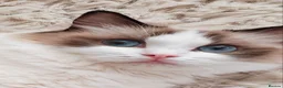 Ragdoll cats for sale: Raised with Love, looking for Forever homes - Advert 28