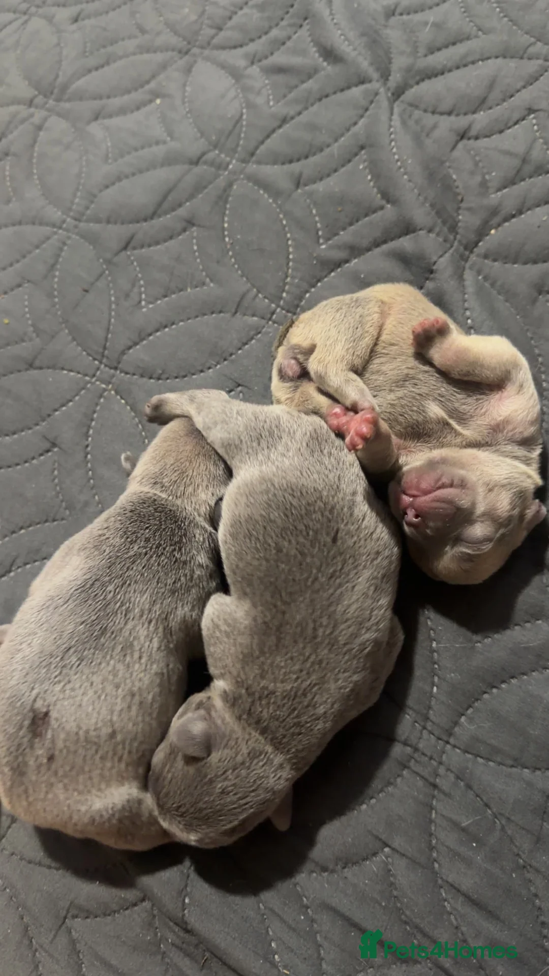 French Bulldog dogs for sale: 2 blue & 1 lilac fawn french bulldog puppies  - Advert 2