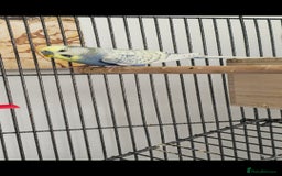 Budgerigars birds for sale: Male budgie - Image 2