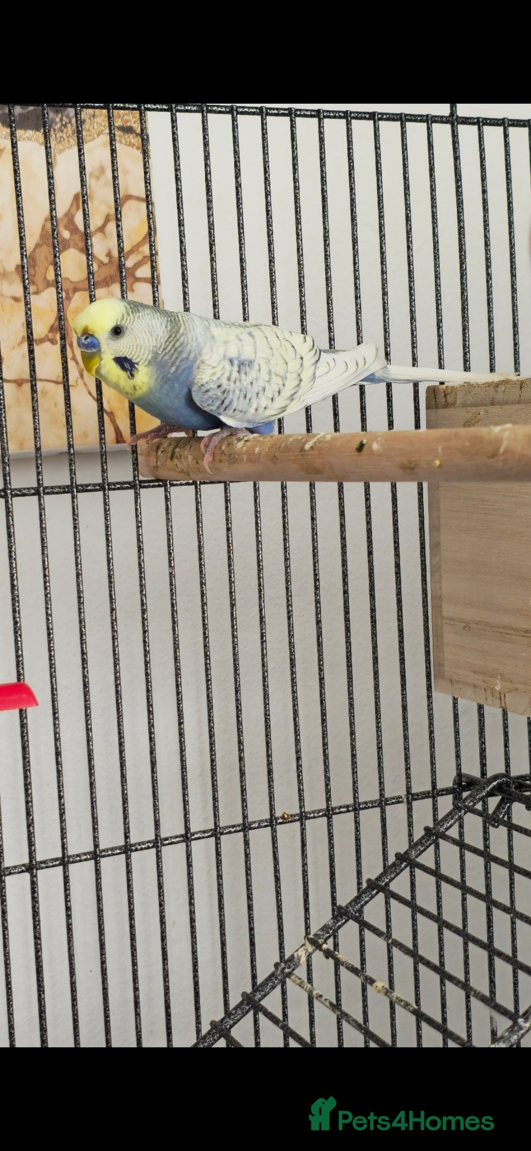 Budgerigars birds for sale: Male budgie - Image 2