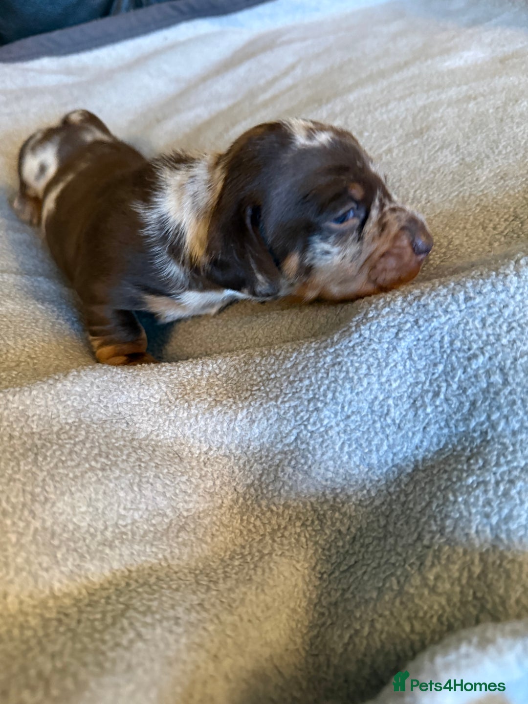 Miniature Dachshund dogs for sale: Miniature Dachshund puppies for sale - Advert 4