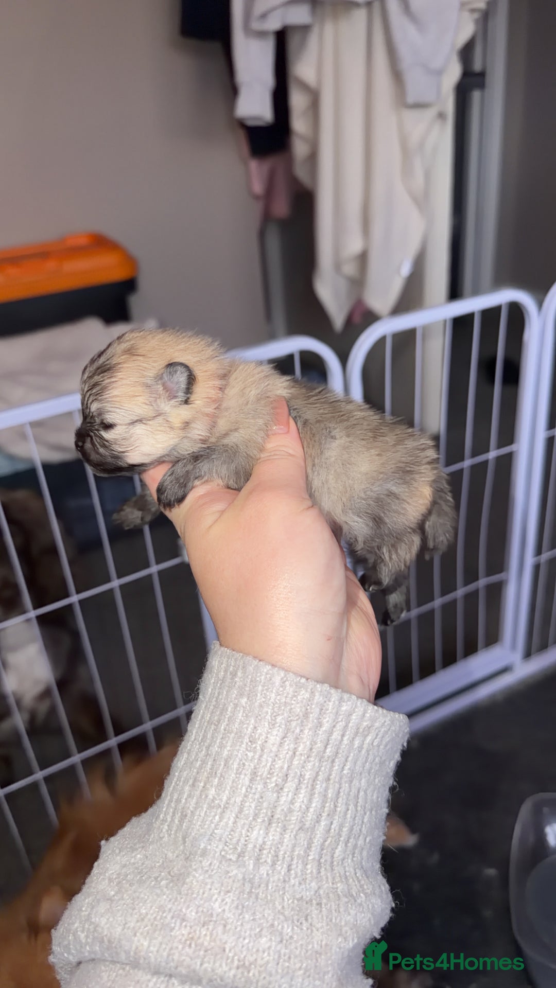 Pomeranian dogs for sale: Kc Pomeranians  - Advert 9