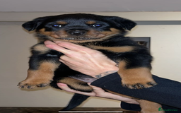 Rottweiler dogs for sale: champion bloodline full German pedigree pups  - Image 4