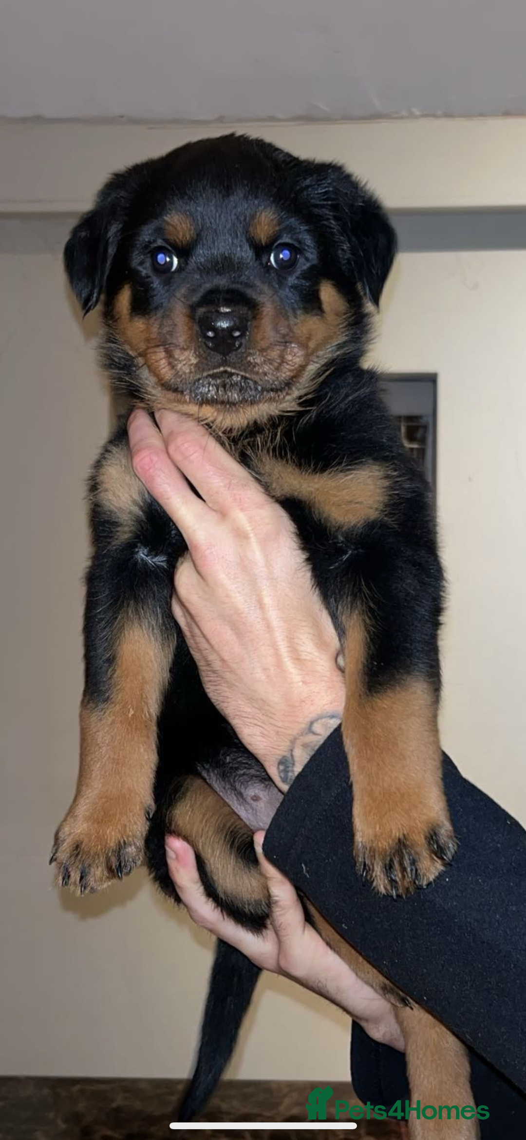 Rottweiler dogs for sale: champion bloodline full German pedigree pups  - Image 4