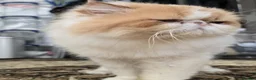 Persian cats for sale: Persian Cats Looking for Forever Loving Home - Advert 5