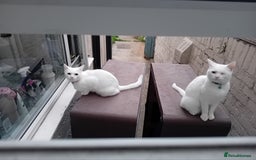 Oriental cats for sale: White cats female and male - Image 4