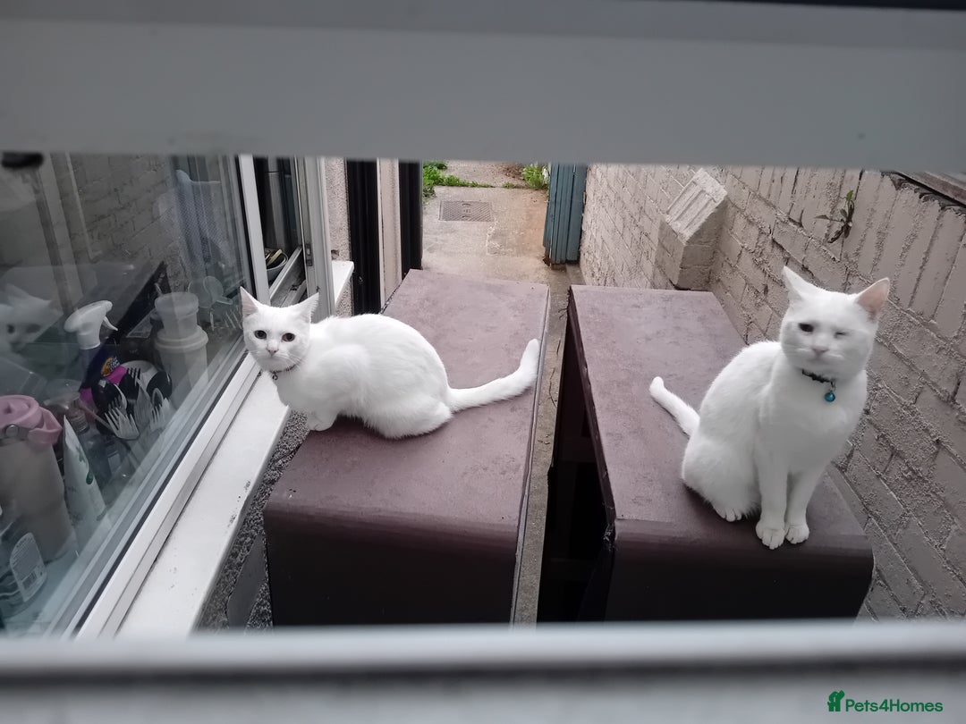Oriental cats for sale: White cats female and male - Image 4