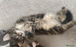 Ragdoll cats for sale: Beautiful Half Ragdoll Kittens - Image 9