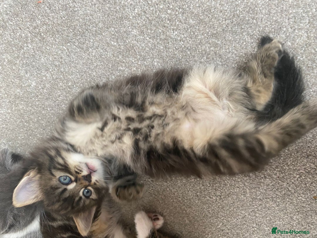 Ragdoll cats for sale: Beautiful Half Ragdoll Kittens - Image 9