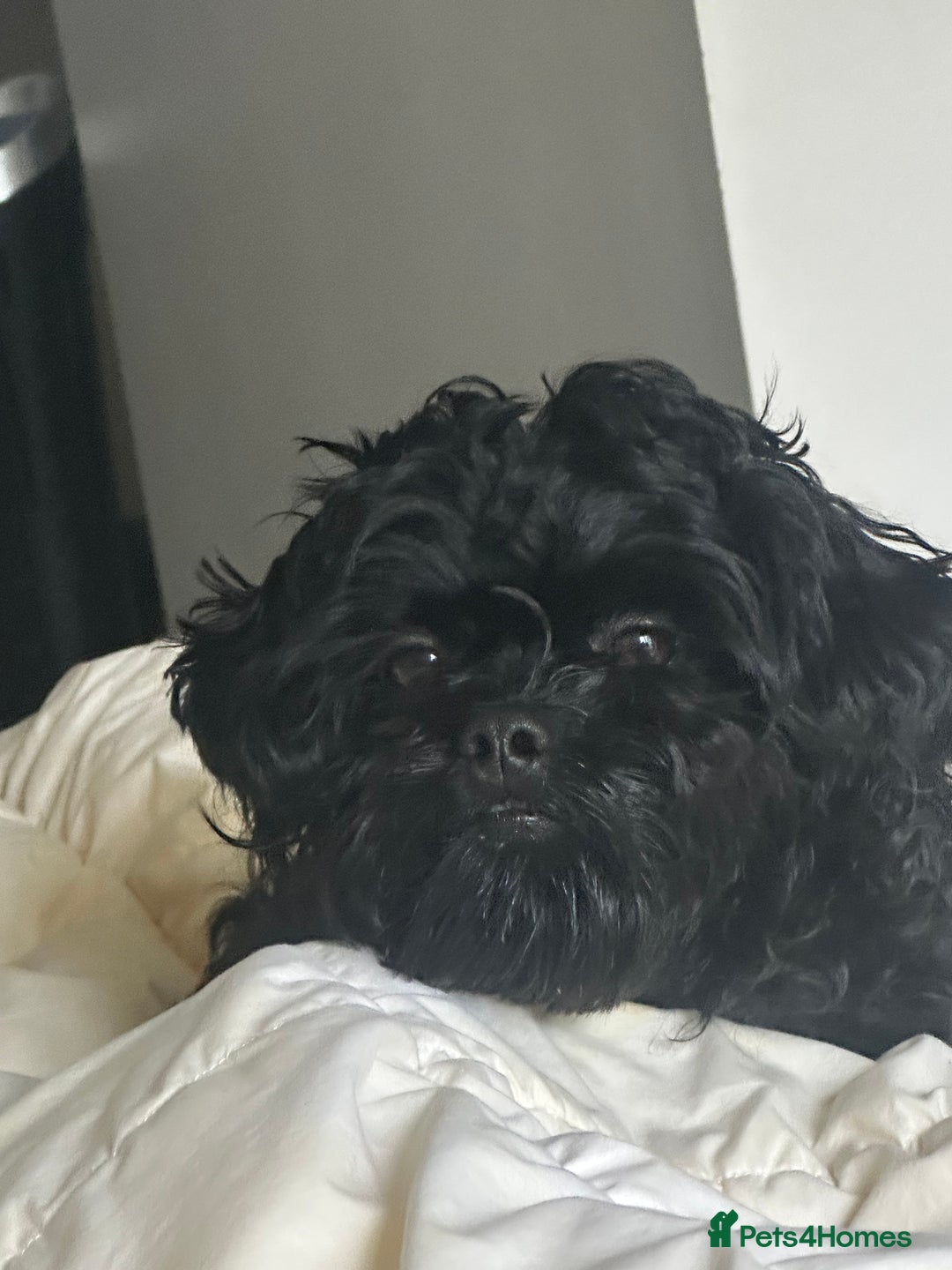 Shihpoo dogs for sale: Shihpoo Male (Toy Poodle) - Advert 2