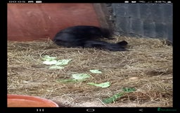 Pig livestock for sale: Ronnie and reggie  - Image 1