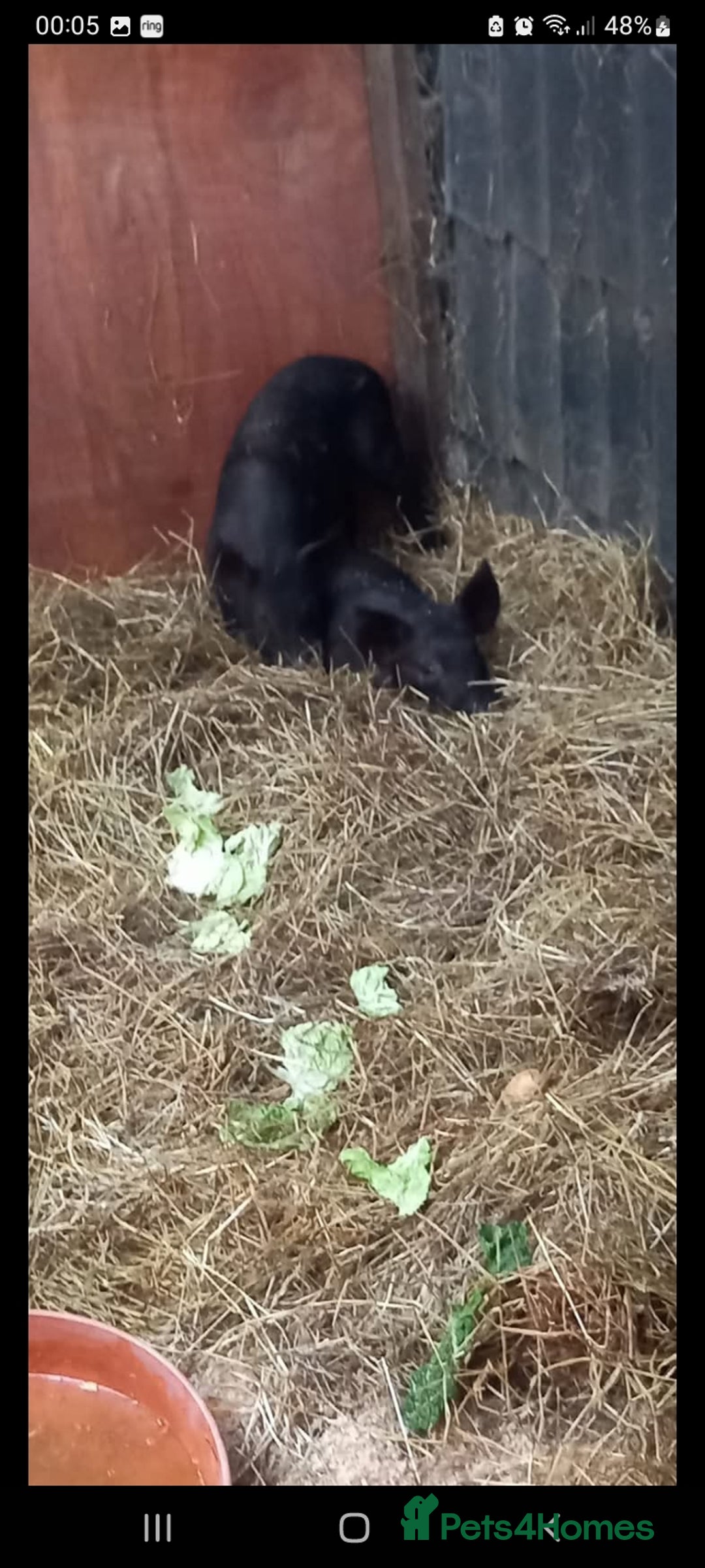 Pig livestock for sale: Ronnie and reggie  - Image 1