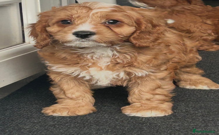 Cavapoo dogs in Sittingbourne - Advert 15
