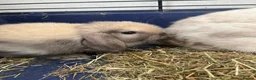 Mini Lop rabbits for sale: Gorgeous Mini Lop Bunnies - Advert 7