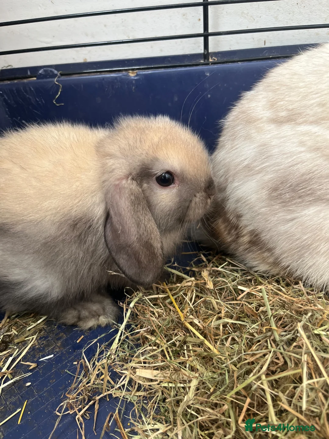 Mini Lop rabbits for sale: Gorgeous Mini Lop Bunnies - Advert 7