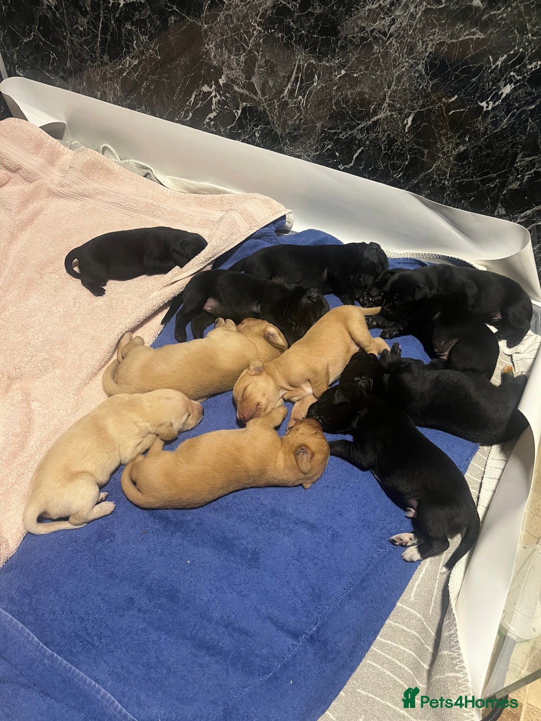 Mixed Breed dogs for sale: 💛 Fox Red Lab × Pointer Puppies – Ready 11/3/26 - Advert 7