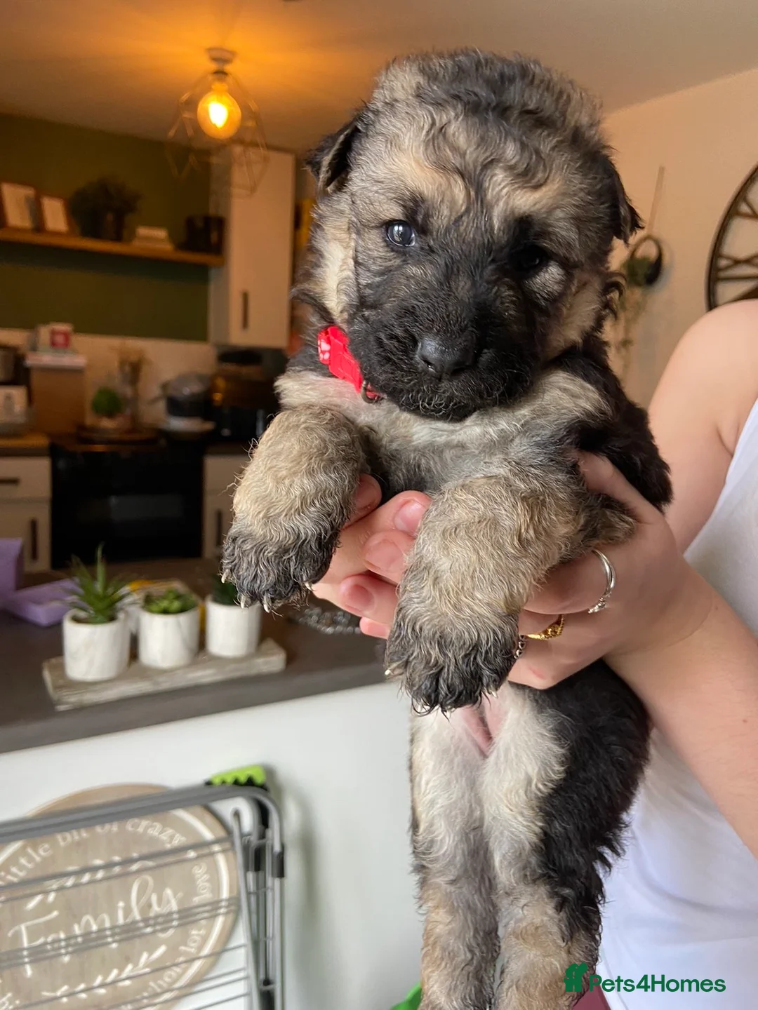 German Shepherd dogs for sale: German shepherd puppies - Advert 2