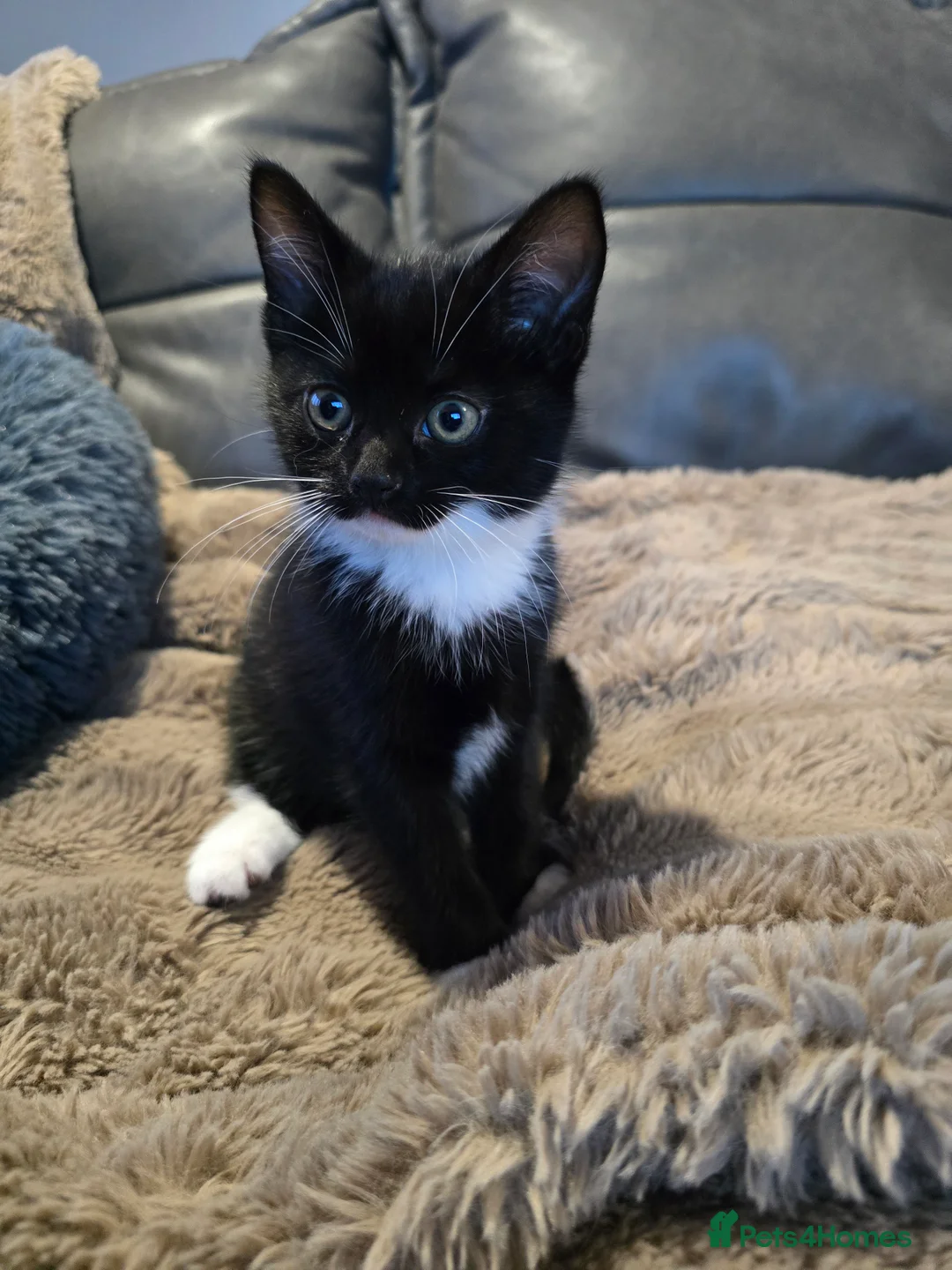 Mixed Breed cats for sale: Adorable Kittens (tri colour/ginger/tuxedo) Ready in Sheffield - Advert 5