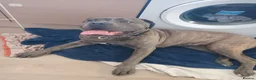 Cane Corso dogs for sale: 18 month old italino mastiff cane corso in Tadley - Advert 2
