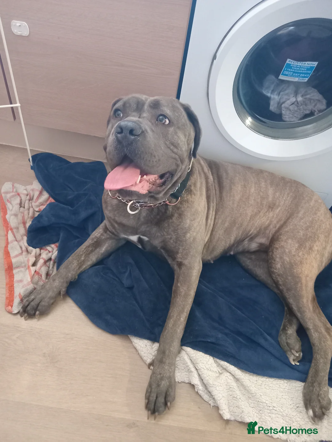 Cane Corso dogs for sale: 18 month old italino mastiff cane corso in Tadley - Advert 2