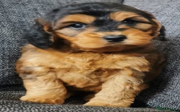 Cockapoo dogs for sale: Stunning Quality F1 Chocolate sable Cockapoo pups - Image 3