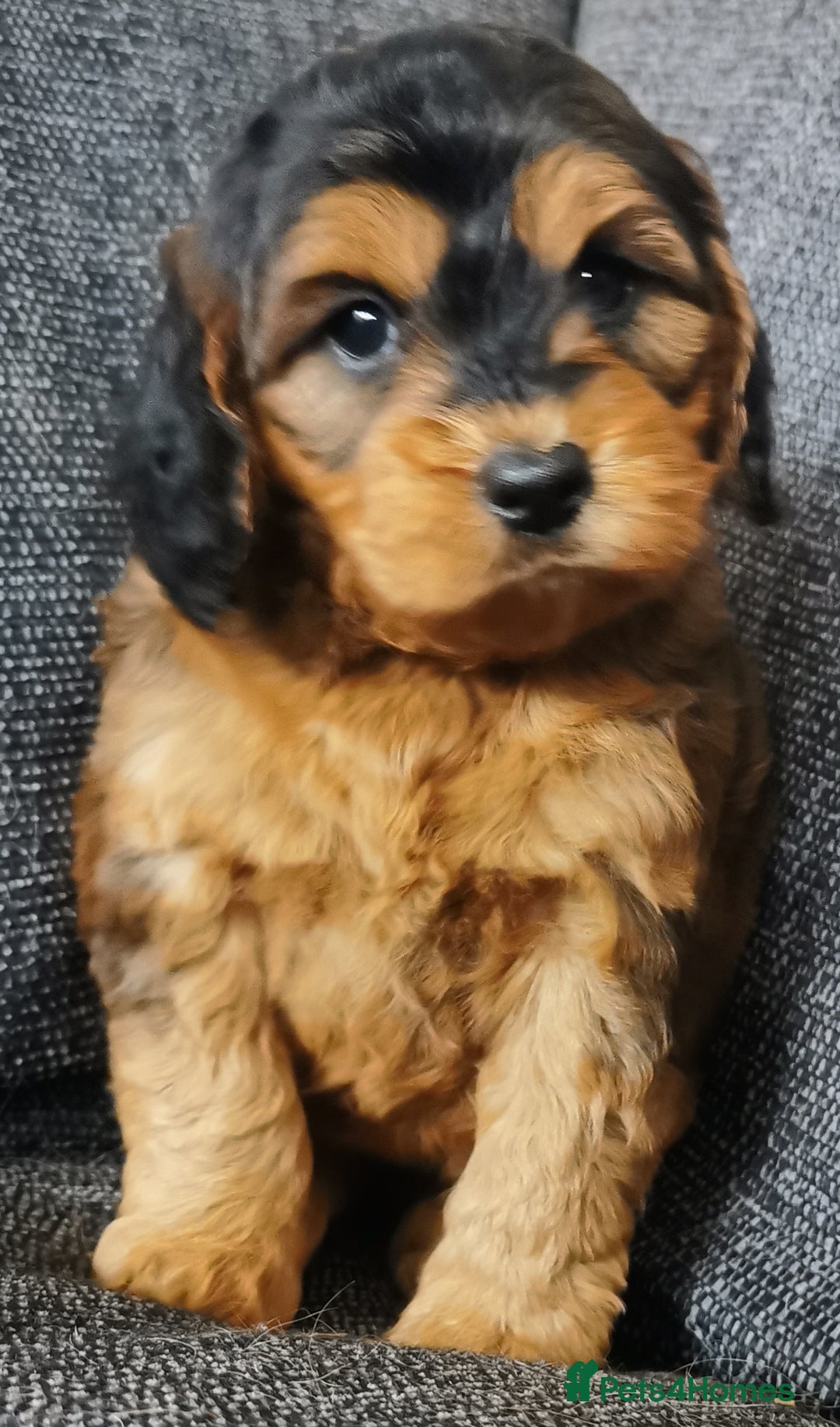 Cockapoo dogs for sale: Stunning Quality F1 Chocolate sable Cockapoo pups - Image 3