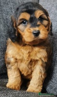 Cockapoo dogs - Advert 14