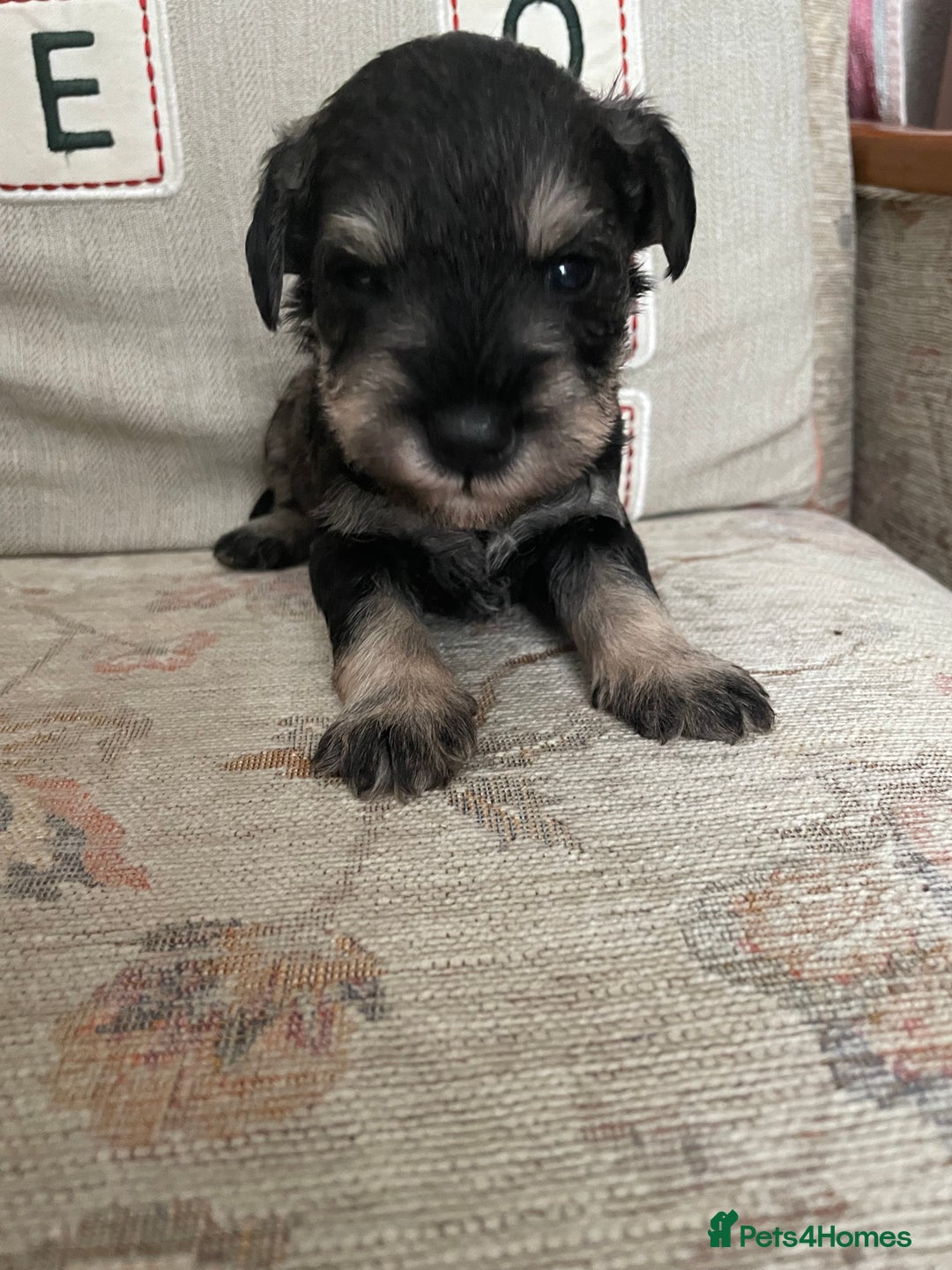 Miniature Schnauzer dogs for sale: Pepper & Salt miniature Schnauzer pups for sale  - Image 20