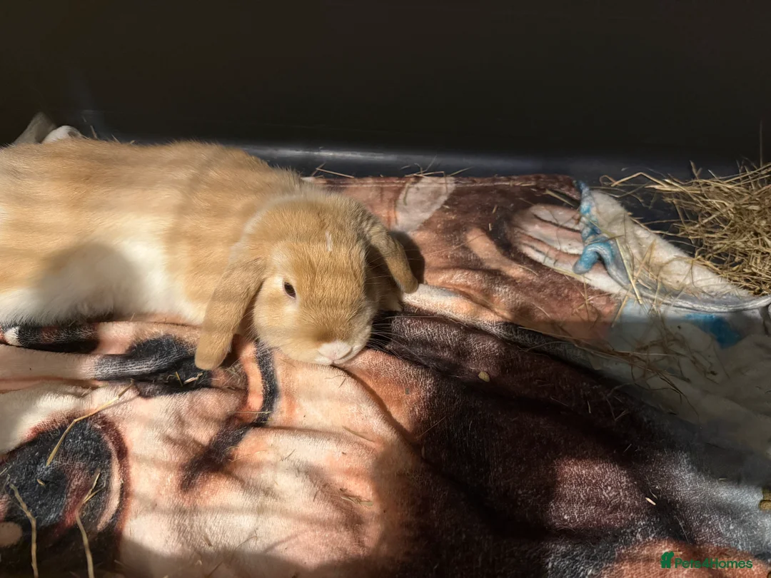 Mini Lop rabbits for sale: 2 mini lops for rehoming  - Advert 4