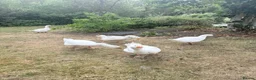 Geese poultry for sale: Geese/Gander - Advert 2