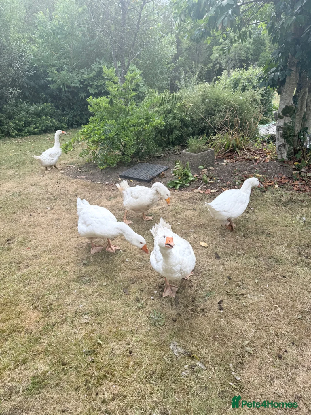 Geese poultry for sale: Geese/Gander - Advert 2