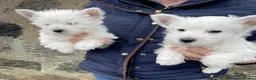 West Highland Terrier dogs for sale: WEST HIGHLAND TERRIER PUPPIES - Advert 3