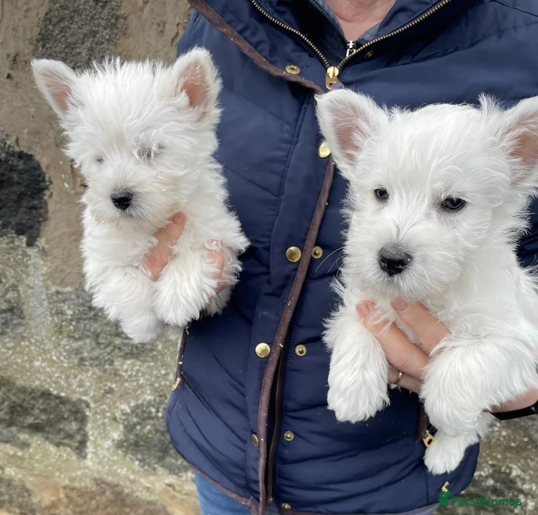 West Highland Terrier dogs for sale: WEST HIGHLAND TERRIER PUPPIES - Advert 3