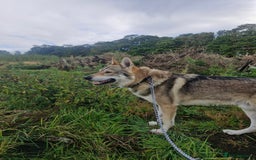 Saarloos Wolfdog dogs for stud: Czech wolfdog Name Cassius - Image 7