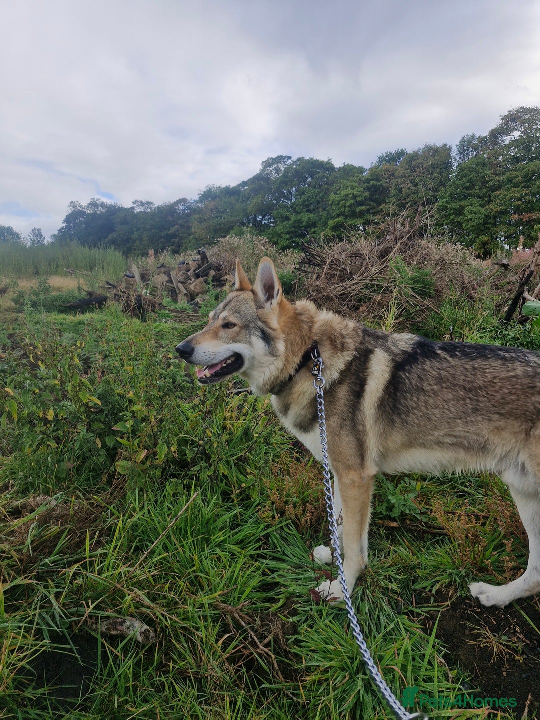 Saarloos Wolfdog dogs for stud: Czech wolfdog Name Cassius - Image 7