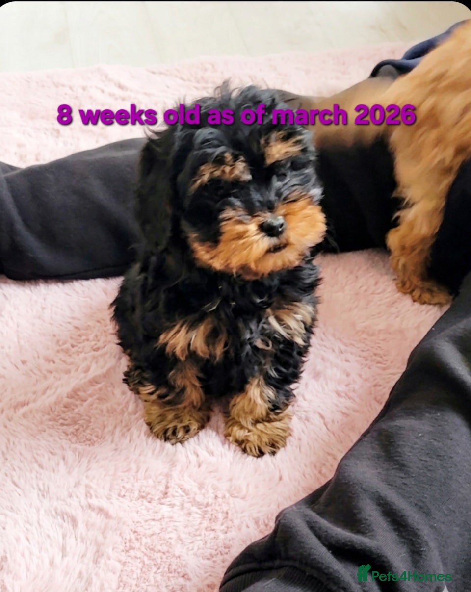 Cockapoo dogs Cockapoo puppies - Advert 11