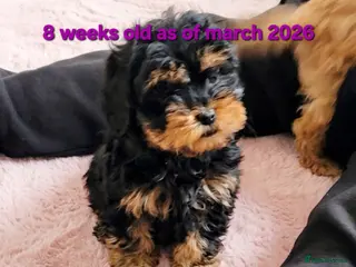 Cockapoo dogs Cockapoo puppies - Advert 11
